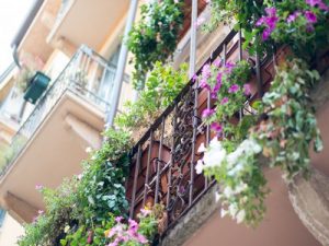 plantes grimpantes qui décorent un balcon