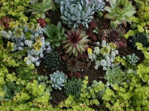 parterre de plantes grasses pour décorer